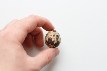 quail  egg in hand