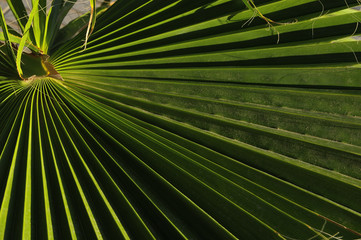 Green Palm Leaves