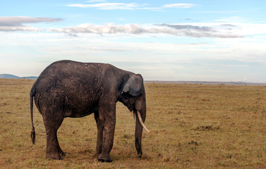 Fototapeta na wymiar Elephants in the savannah of Kenya under a cloudy sky