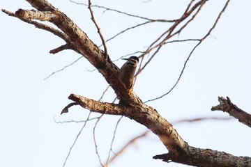 Bearded woodpecker female
