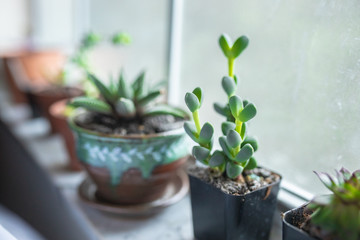 Succulents