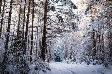 Beautiful winter scenery with forest full of trees covered snow