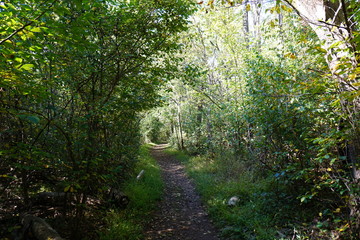 path in the forest