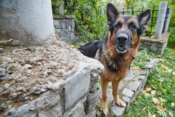 Dog German Shepherd in a city in a day