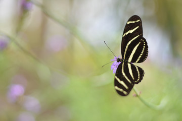 Desert Butterfly