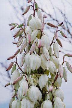 Yucca Plant in Bloom