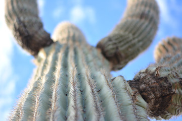 Saguaro Cactus