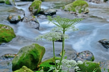 尚仁沢の情景＠栃木
