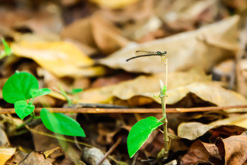 Dragonflies are clamped on the end of branches.