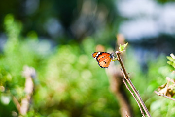 Closeup monarch butterfly on flower n blurred yellow sunny background, Copy space for your text.