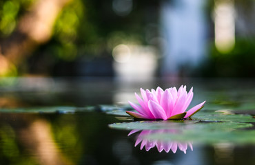 beautiful lotus flower on the water after rain in garden.