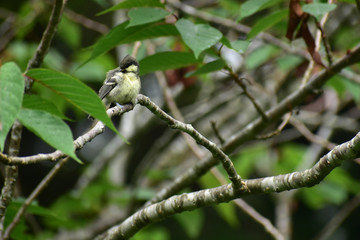 木に止まるシジュウカラの幼鳥