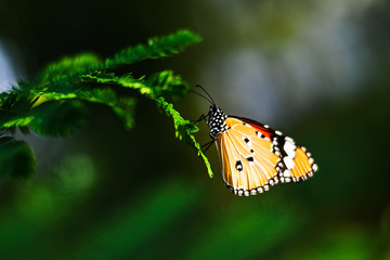 Closeup monarch butterfly on flower n blurred yellow sunny background, Copy space for your text.