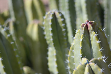 Cactus Detail