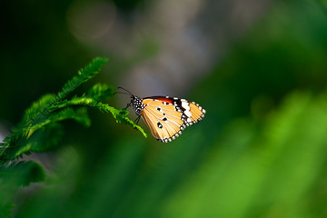 Closeup monarch butterfly on flower n blurred yellow sunny background, Copy space for your text.