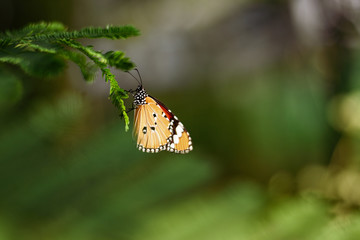 Closeup monarch butterfly on flower n blurred yellow sunny background, Copy space for your text.