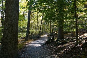 Obraz premium path in the forest