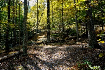 path in the forest