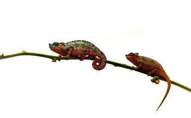 Chameleons on a branch surrounded by white background