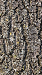Obraz premium Smartphone HD wallpaper of tree bark texture