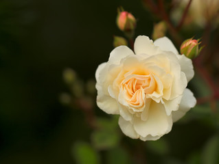 Rose petals on the natural blurred background with clipping path. Closeup. For design, texture, background. Nature.
