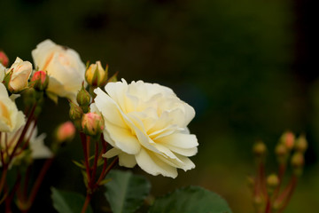 Rose petals on the natural blurred background with clipping path. Closeup. For design, texture, background. Nature.