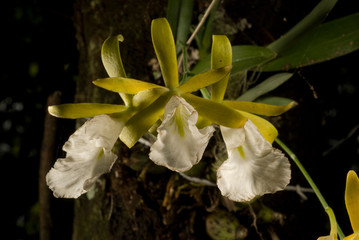 orquidea reserva de la biosfera el cielo gomez farias tamaulipas mèxico