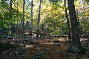 autumn in the forest
