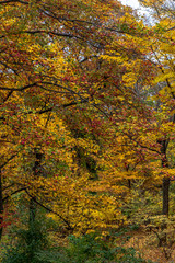 Bright Yellow Leaves Against a Blue Sky in an Autumn Landscape