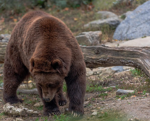 Brown Fur on a Large Grizzly Foraging on the Ground