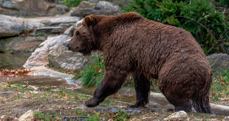 Brown Fur on a Large Grizzly Foraging on the Ground