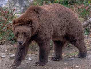 Obraz na płótnie Canvas Brown Fur on a Large Grizzly Foraging on the Ground
