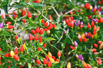 Beautiful multicolored fruits of a decorative pepper