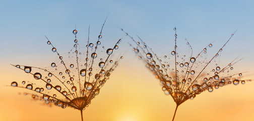 Water drops on a dandelion seeds close up. Morning dew at sunrise. Nature background. - obrazy, fototapety, plakaty