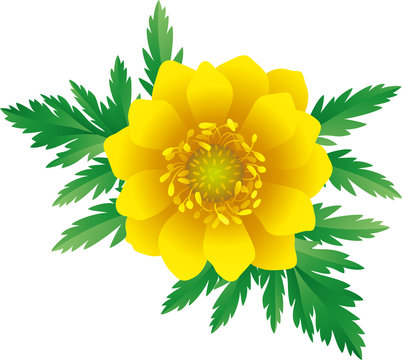 1 015 最適な 福寿草 画像 ストック写真 ベクター Adobe Stock
