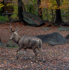 Earth Toned Fur on a Single Pere David Deer in an Autumn Landscape