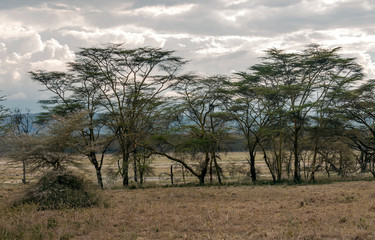 Obraz premium Acacias in the jungle of Kenya under a cloudy sky