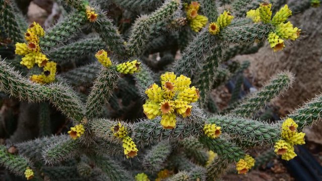 A Beautiful cactus with an yellow flowers