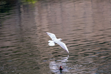 Seagull in fly