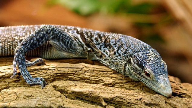 Groźny jaszczur wylegujący się na starej drewnianej kłodzie
