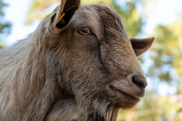 ziege im tierpark 01