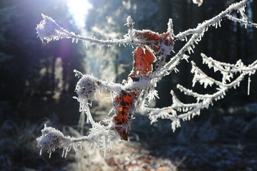 Winterkälte