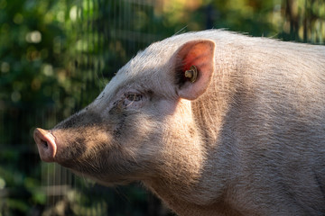 Fototapeta premium kleines schweinchen im tierpark