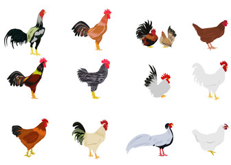 Chickens of set. set of chickens on white background