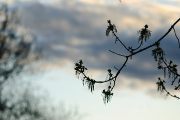 Tree stick against blue sky background.