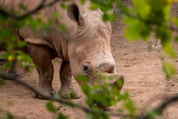 Obraz premium nashorn streift im zoo umher 03
