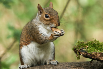 A humorous shot of a cute Grey Squirrel (Sciurus carolinensis) with an acorn in its mouth sitting...