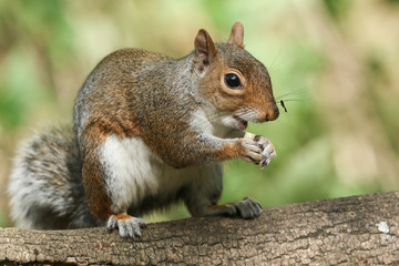 A humorous shot of a cute Grey Squirrel (Sciurus carolinensis) eating sitting on a log in woodland.	