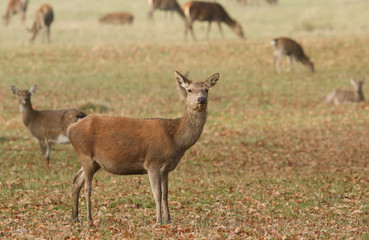 Fototapeta na wymiar A beautiful Red Deer hind (Cervus elaphus) grazing in a field during rutting season.