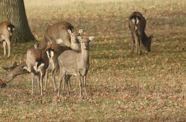 Naklejka na ściany i meble A group of female Manchurian Sika Deer or Dybowski's Sika Deer (Cervus nippon mantchuricus or Cervus nippon dybowskii) grazing in a meadow. 